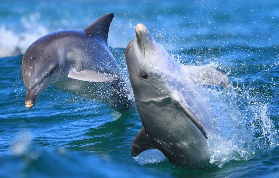 Side: Dolphin Island Boat Trip with Lunch & Unlimited Drinks - What the $24 price really includes