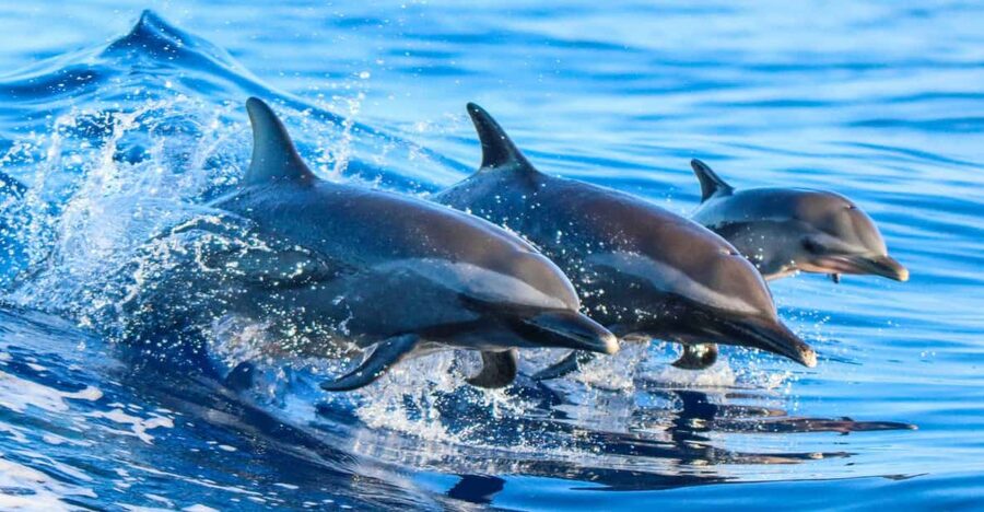 Side: Dolphin Island Boat Trip with Lunch & Unlimited Drinks - The first cruise along Side’s coast