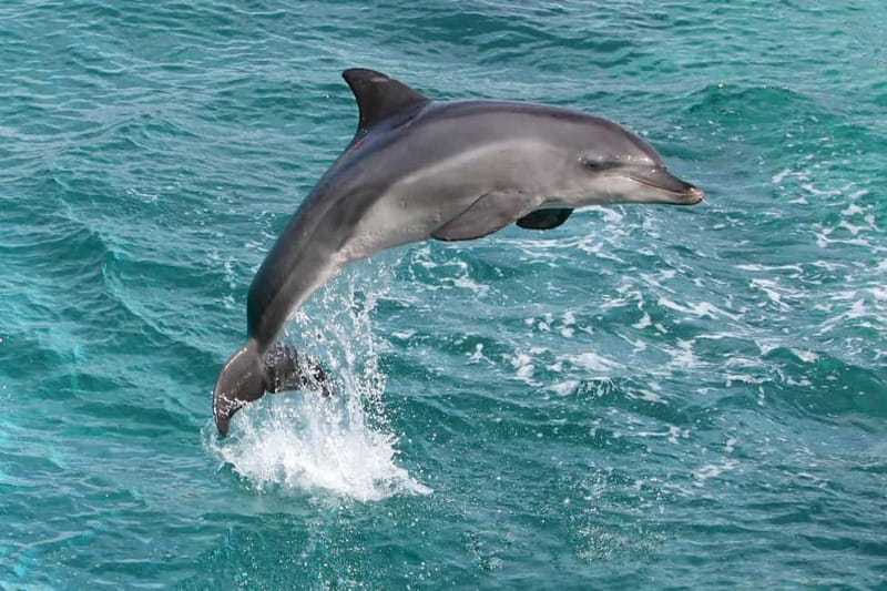 Side: Dolphins Island Cruise with Swimming Stops and Lunch - Swimming where the river meets the Mediterranean