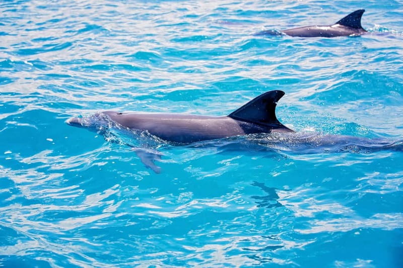 Side: Dolphins Island Cruise with Swimming Stops and Lunch - Foam party: fun for some, not for all