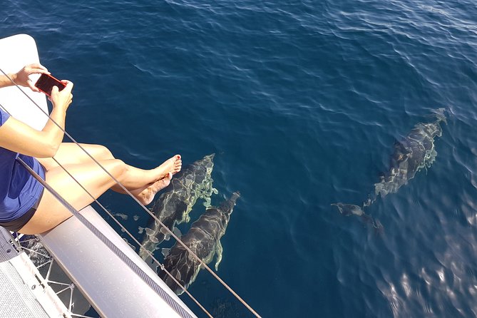 Sighting Dolphin Trip Estepona, Marbella - The catamaran itself