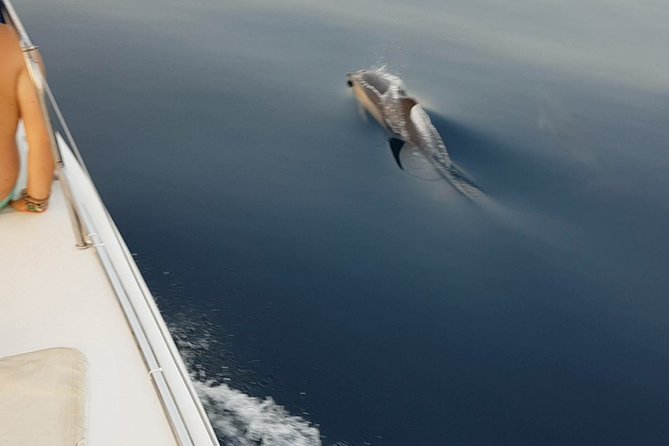 Sighting Dolphin Trip Estepona, Marbella - Coastal views before the dolphin search