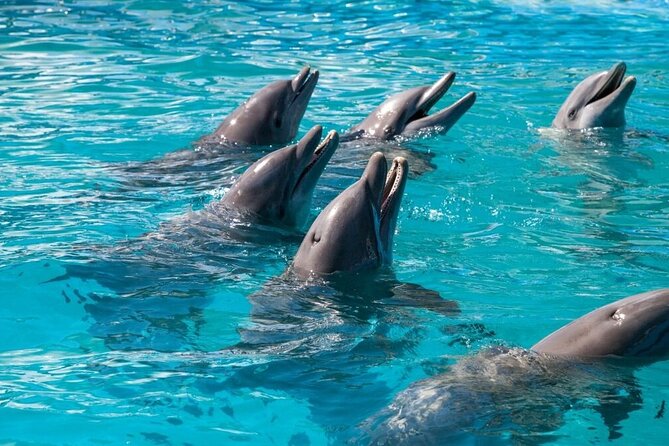 Six Fins Private Dolphin Safari – Dolphin Watching in Key West - Why the boat’s comfort features matter
