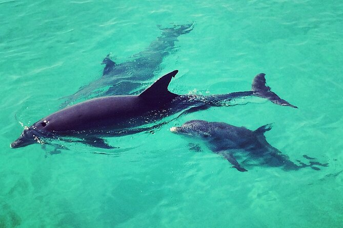 Six Fins Private Dolphin Safari – Dolphin Watching in Key West - The biggest drawback: nature gets the final word