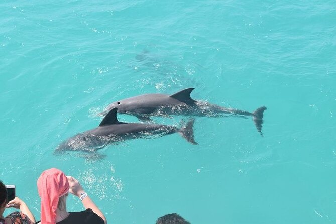 Six Fins Private Dolphin Safari – Dolphin Watching in Key West - Who will get the most from this charter