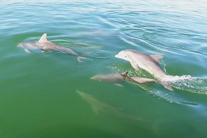 Small Group 2 Hour Dolphin Cruise with Snorkeling to Shell Key - Practical Tips for a Better Trip