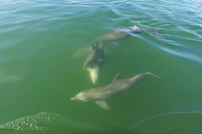 Small Group 2 Hour Dolphin Cruise with Snorkeling to Shell Key - Who Will Enjoy This Cruise Most?