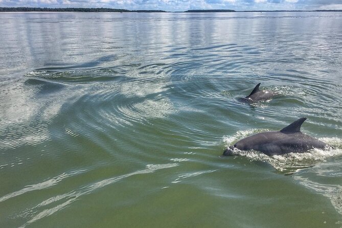 Small Group - 6 Passengers - Morning Dolphin and Donut Cruise - A six-passenger boat makes the morning personal