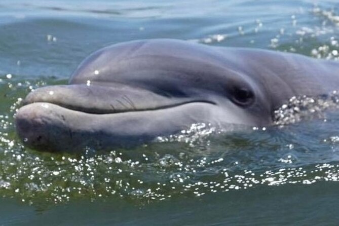 Small Group - 6 Passengers - Morning Dolphin and Donut Cruise - Dolphin watching with guides who know the water