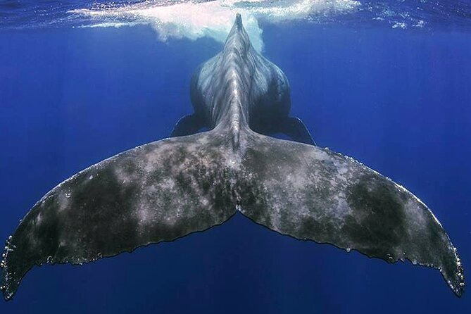 Small Group Boat Whale and Dolphin Watching Tour - Searching the Waters for Whales and Dolphins