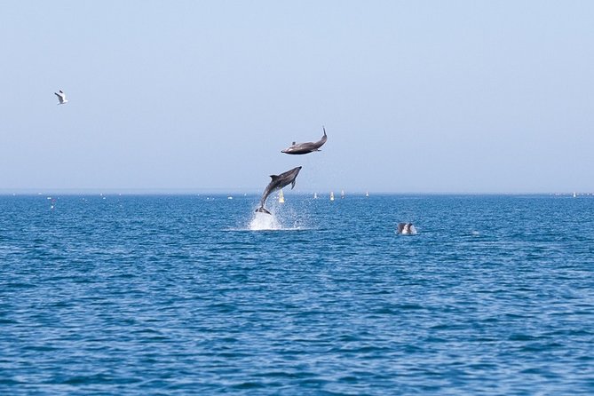 Small Group Dolphin and Wildlife Watching Tour in Faro - The RIB boat and what the ride feels like