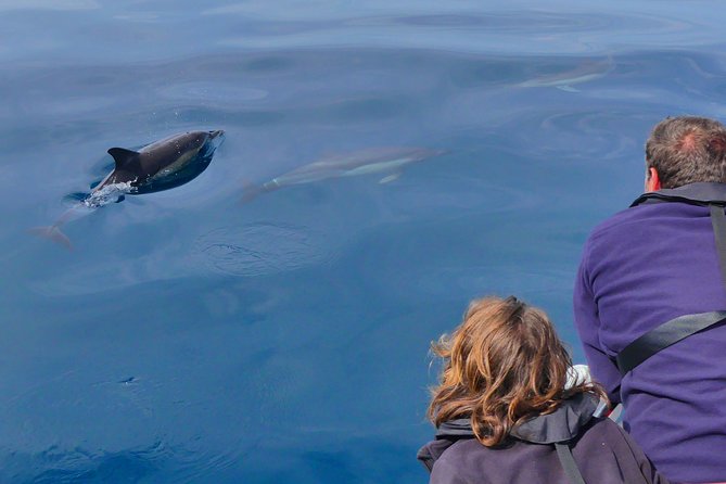 Small Group Dolphin and Wildlife Watching Tour in Faro - More than dolphins: whales, birds, and open-water life