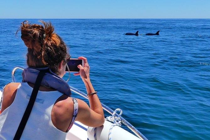 Small Group Dolphin and Wildlife Watching Tour in Faro - Marine biologists who care about the animals