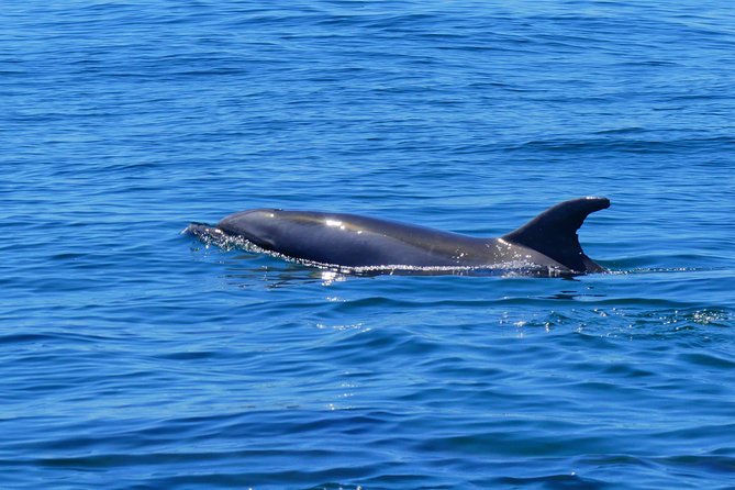 Small Group Dolphin and Wildlife Watching Tour in Faro - Small group value at $66.51