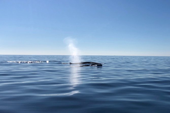 Small Group Dolphin and Wildlife Watching Tour in Faro - Who will enjoy this Faro wildlife trip