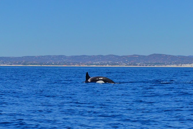 Small Group Dolphin and Wildlife Watching Tour in Faro - Should you book Ocean Vibes Algarve?