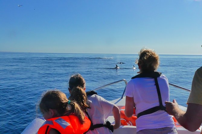 Small Group Dolphin and Wildlife Watching Tour in Faro - Searching for dolphins in the Atlantic