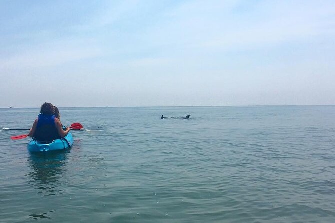 Small Group Dolphin Kayak Eco-Tour - Birds, turtles, and the Cape Henry route
