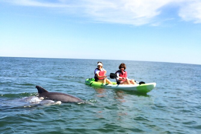 Small Group Dolphin Kayak Eco-Tour - Who will get the most from this tour?