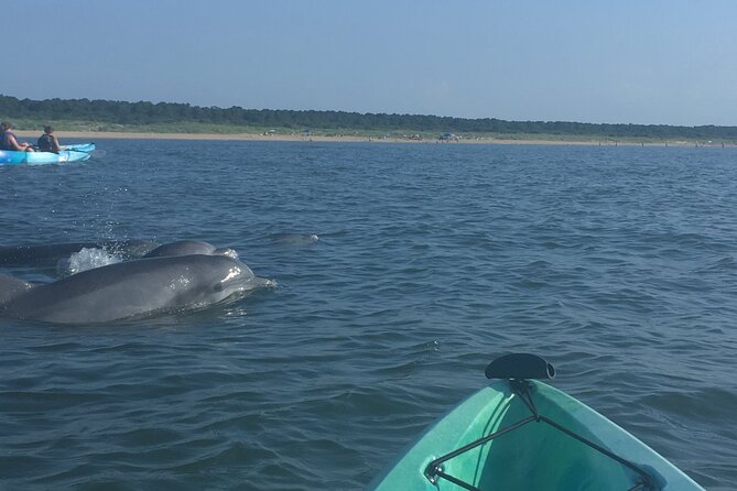 Small Group Dolphin Kayak Eco-Tour - The honest verdict on the dolphin payoff