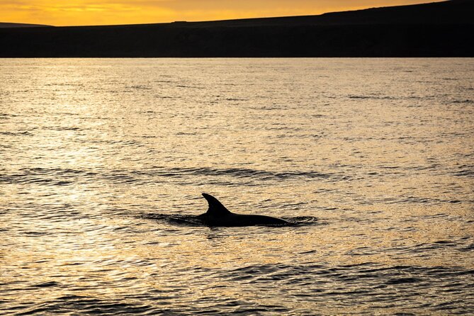 Small Group Dolphin Sunset Tour on Electric Catamaran Lanzarote - The electric catamaran makes the ride different