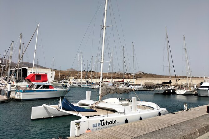 Small Group Dolphin Sunset Tour on Electric Catamaran Lanzarote - Drinks, snacks, and onboard comfort