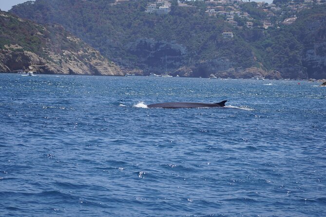 Small Group Dolphin Sunset Tour on Electric Sailing Boat Denia - Why an Electric Boat Changes the Mood
