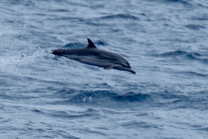 Small Group Dolphin Sunset Tour on Electric Sailing Boat Denia - Drinks, Fruit, and the Missing Dinner