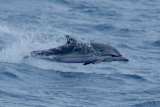 Small Group Dolphin Sunset Tour on Electric Sailing Boat Denia - Who Will Enjoy This Sunset Trip?