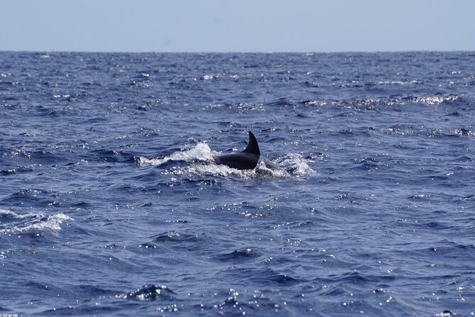 Small Group Dolphin Sunset Tour on Electric Sailing Boat Denia - Timing, Weather, and Cancellation Rules