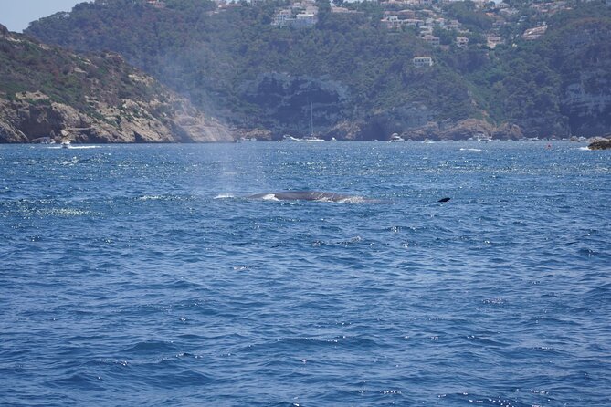 Small Group Dolphin Sunset Tour on Electric Sailing Boat Denia - Practical Advice Before You Go