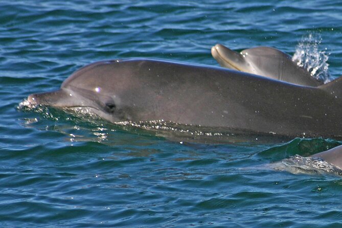 Small Group Port Stephens + Dolphins + 4WD/sandboarding ex Sydney - Anna Bay and the Stockton Dunes