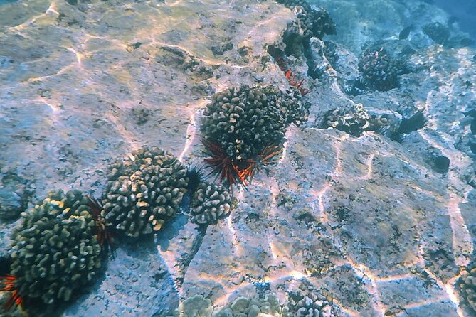 Small-Group Snorkel at Kealakekua Bay in Captain Cook, Big Island - Timing, crowds, and water conditions
