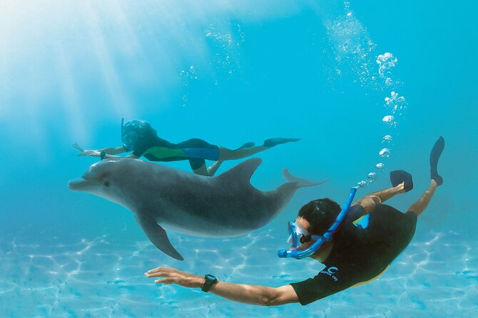 Snorkel at The Dolphin House Adventure In Hurghada - Key points to know before booking