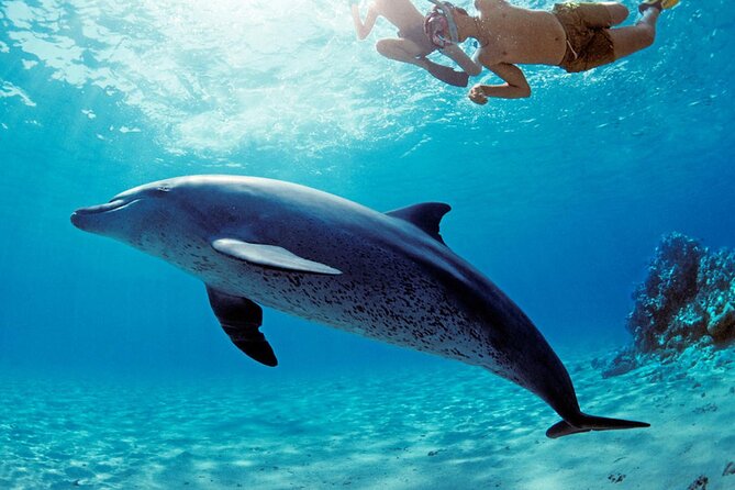 Snorkel at The Dolphin House Adventure In Hurghada - Dolphins, expectations, and the main point of uncertainty