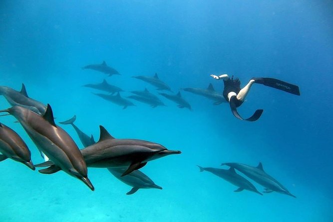 Snorkel at The Dolphin House Adventure In Hurghada - Reaching the Dolphin House area