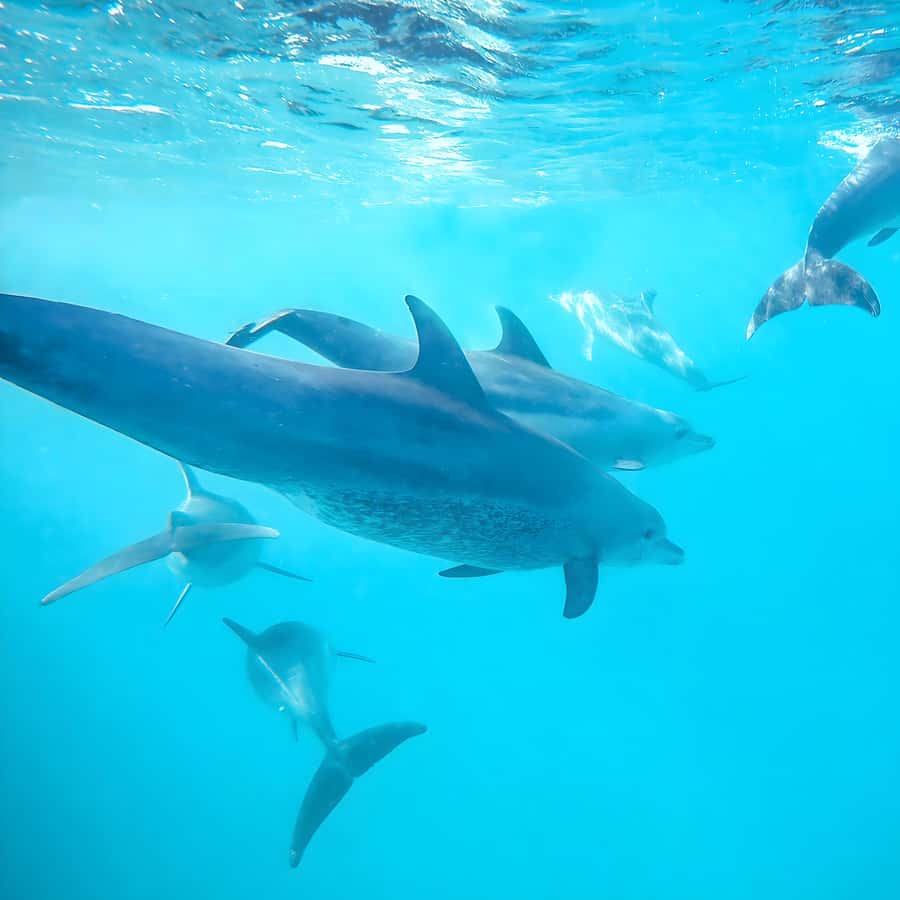 Snorkel Mnemba’s Reefs & Swim with Dolphins Adventure - Key points to know before you go