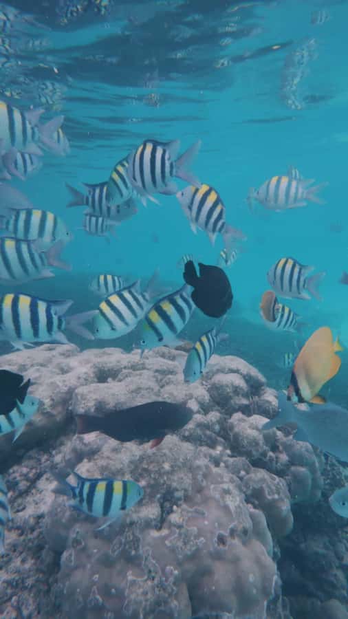 Snorkel Mnemba’s Reefs & Swim with Dolphins Adventure - Reaching Mnemba from Muyuni Beach