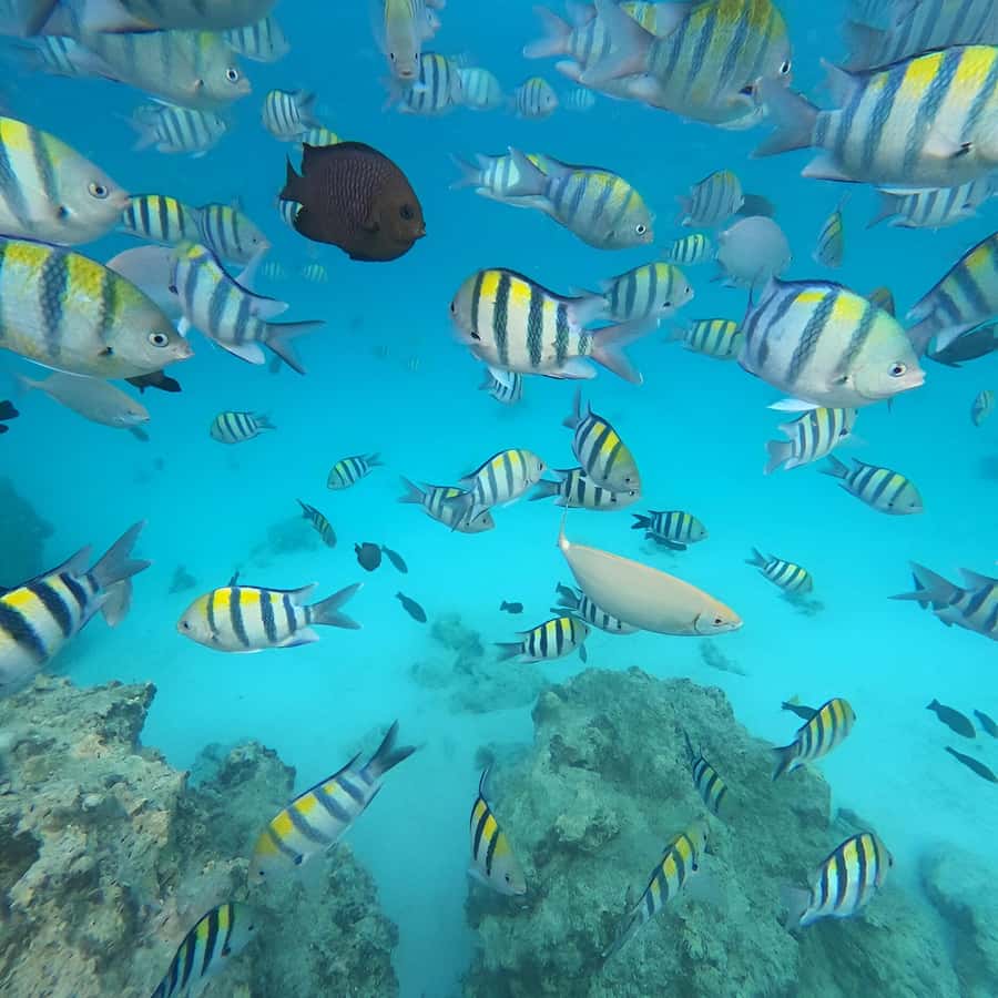 Snorkel Mnemba’s Reefs & Swim with Dolphins Adventure - Fruit, water, and the small extras