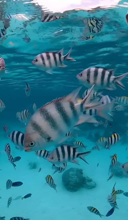Snorkel Mnemba’s Reefs & Swim with Dolphins Adventure - Crowding and reef care