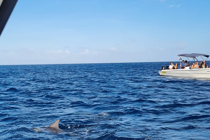 Snorkel with Dolphins, Lunch on Benitiers island, Speedboat - Starting at Tamarin at 7:30 am