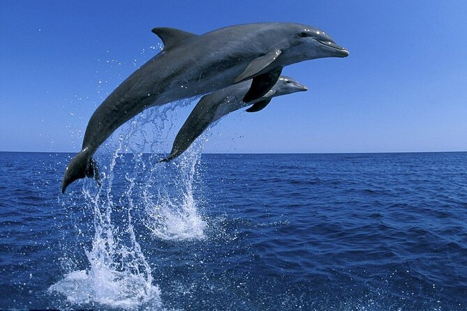 Snorkel with Dolphins, Lunch on Benitiers island, Speedboat - Crystal Rock and the chance to swim again