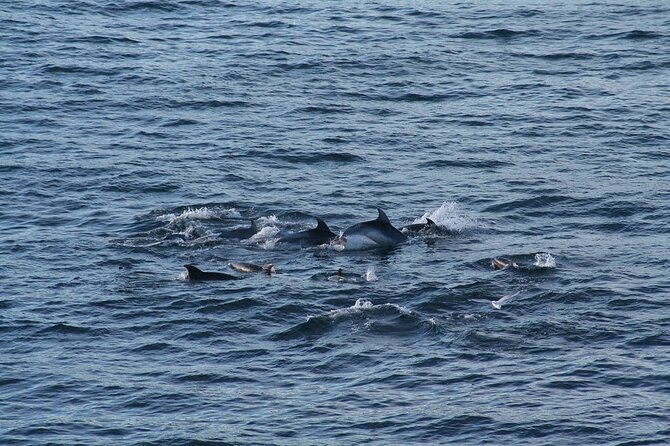 Snorkel with Dolphins, Lunch on Benitiers island, Speedboat - The mountain and the historical setting