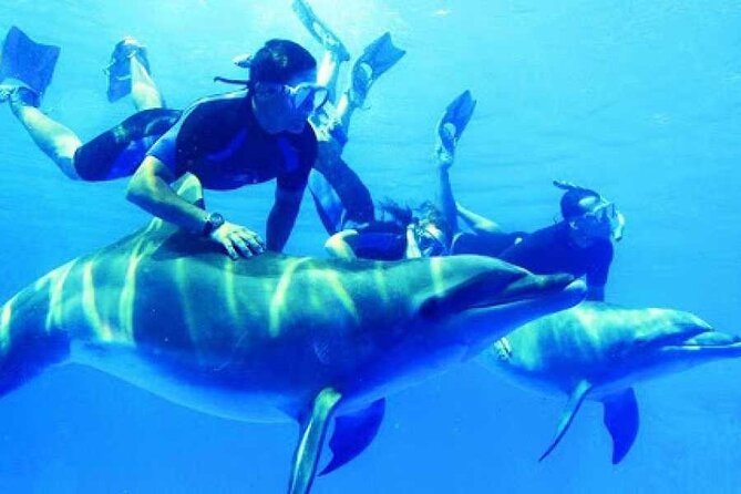Snorkeling Adventure at Dolphin House Reef & Transfers-Marsa Alam - Key points to know before booking