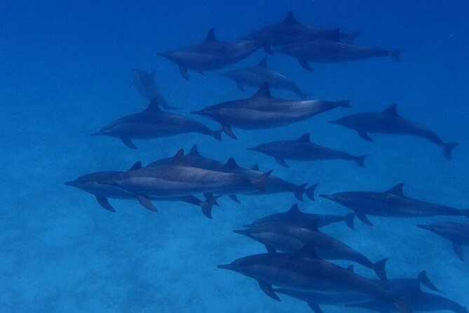 Snorkeling Adventure at Dolphin House Reef & Transfers-Marsa Alam - Reaching the Dolphin House reef