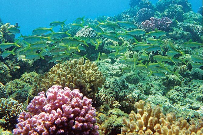Snorkeling Adventure at Dolphin House Reef & Transfers-Marsa Alam - Lunch, fruit, and an easy break on board