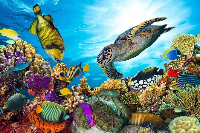 Snorkeling Adventure at Dolphin House Reef & Transfers-Marsa Alam - Two reef stops, caves, and coral gardens