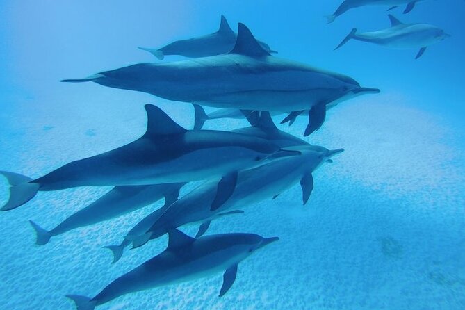 Snorkeling Adventure at Dolphin House Reef & Transfers-Marsa Alam - What the $55 price really buys you