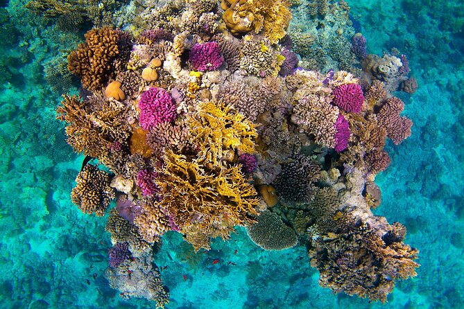 Snorkeling Adventure at Dolphin House Reef & Transfers-Marsa Alam - The long ride home to Marsa Alam