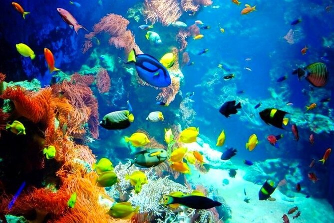 Snorkeling Adventure at Dolphin House Reef & Transfers-Marsa Alam - Who should book this Red Sea outing?